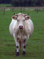 /album/fotogalerij/a42106-koe-jpg1/